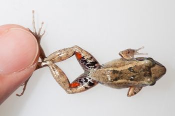 Media type: image;   Herpetology A-148550